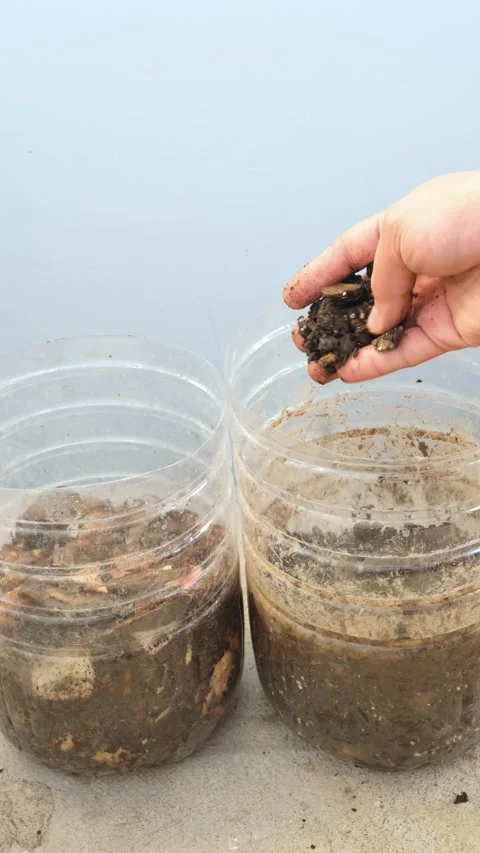 Vertical video home diy composting Stock Footage 267785647