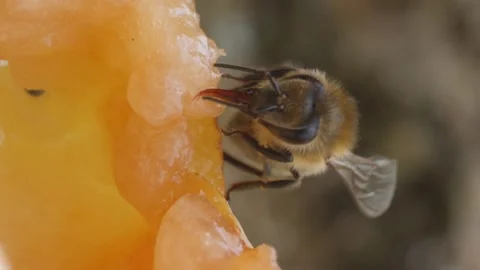 Vertical video. A honeybee sits on the surface of a ripe pear and drinks nectar Video stock 211807426