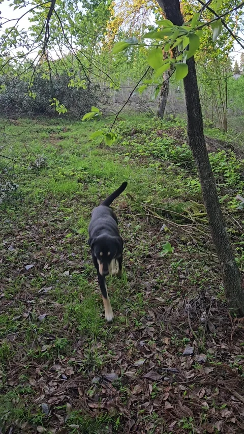 Vertical video of a hound dog peeing to mark its territory on a tree 스톡 동영상 338005761