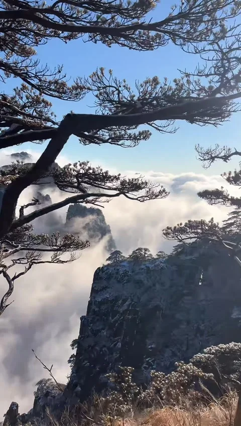 Vertical video of Huangshan Pine tree silhouette framing the sea of clouds a Vídeos de archivo 325494731