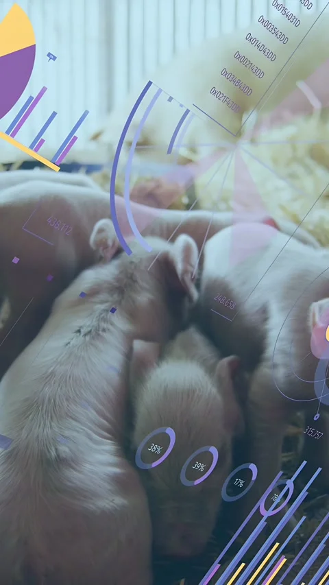 Vertical video: HUD appearing piglet trio resting and nuzzling nipple while Stock Footage 333480455