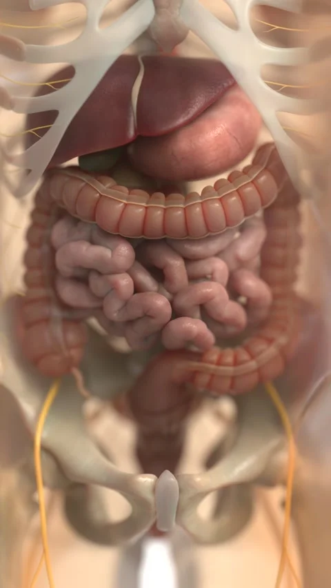 Vertical video of Human digestive system animations | Animated Large Stock Footage 270460407