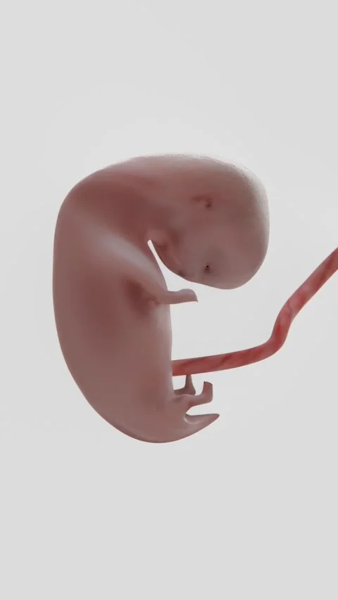 Vertical video of Human Fetus Development Stock Footage 327892655