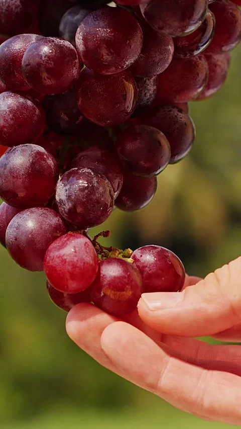 Vertical video. Human Hand Carefully Picking Single Ripe Grape From Hanging Clus Stock Footage 327408892