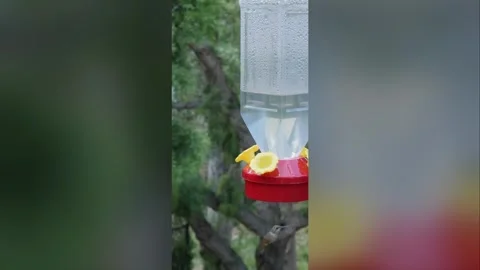 Vertical video of a Hummingbird Stock-Footage 278377300