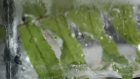 Vertical video, ice cube and green fern leaves macro Stock Footage 169106186