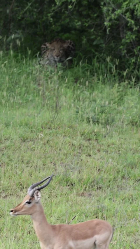 Vertical video, an impala snorting at the leopard 動画素材 324856361