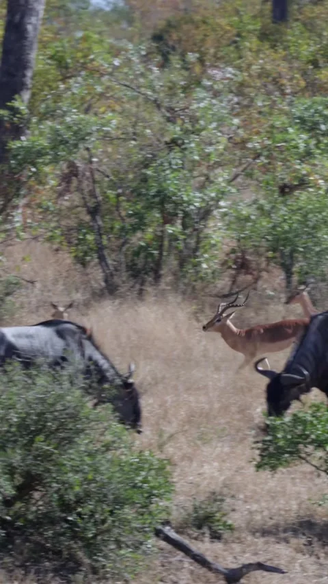 Vertical video- impalas running past a blue wildebeest Stock Footage 309608809