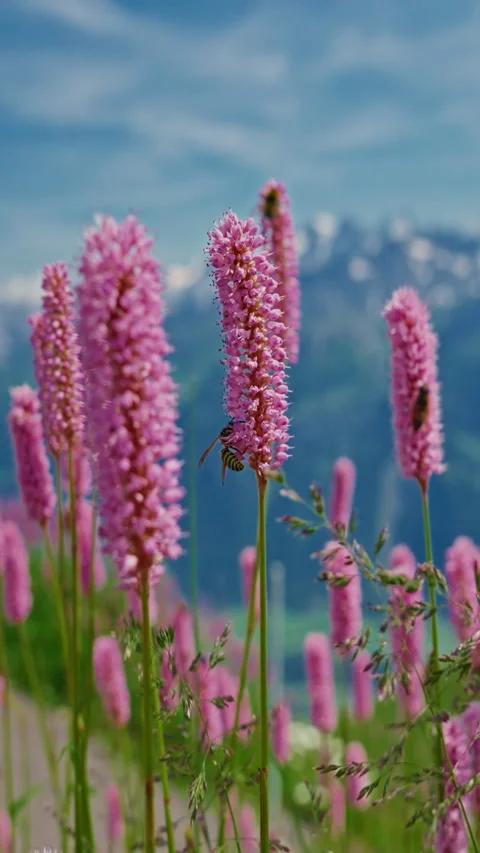 Vertical video. Incredible view of the alpine lake and alpine mountains from Stock Footage 302547828