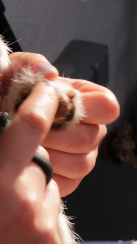 Vertical video. jack russell terrier paw being trimmed with professional claw Stock Footage 314281367