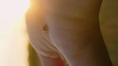 Vertical video ladybug on a woman's hand in the sun Stock Footage 246959289