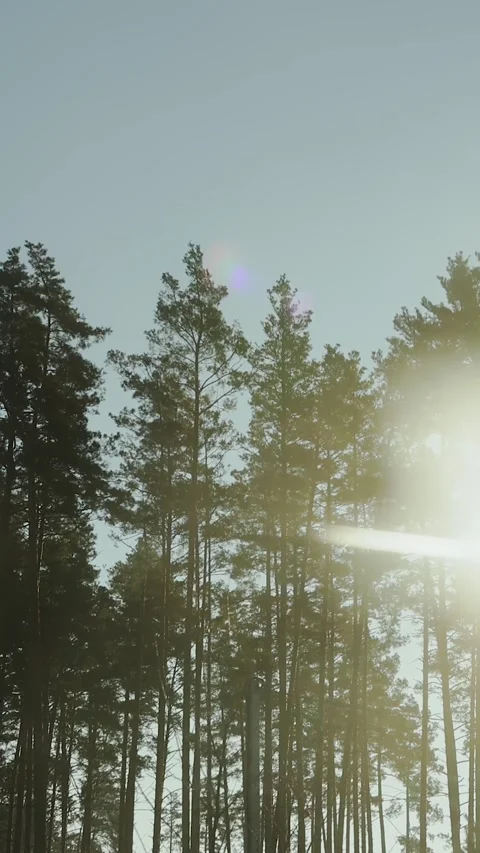 Vertical video. Landscape with bright trees, through which sunlight shines Stock Footage 322047921