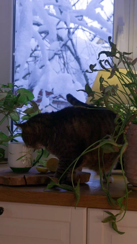 Vertical video of a large brown cat sitting in a cozy winter interior and lookin Stock Footage 328187855