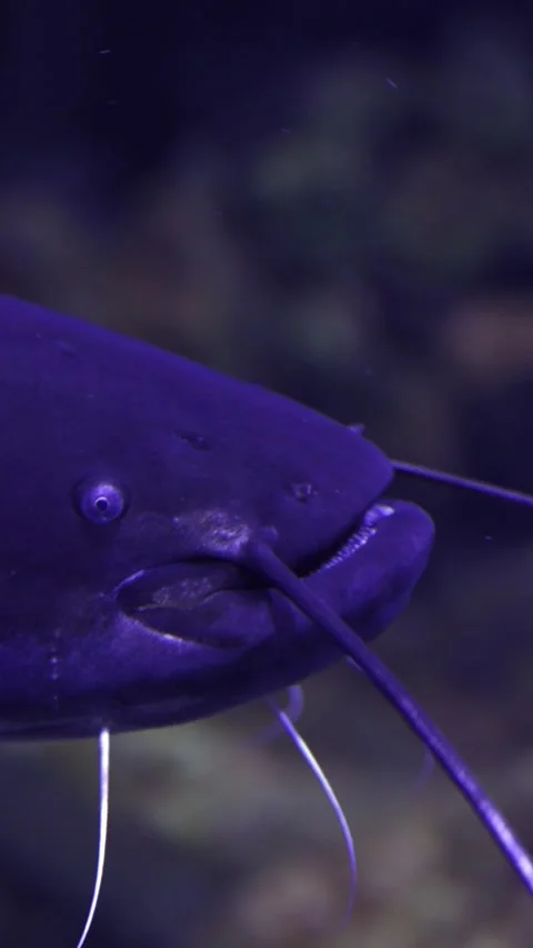 Vertical video. Large catfish swimming slowly in dark water Video stock 331913034