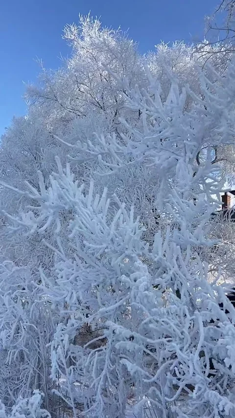 Vertical Video A Large Cluster of Lush Rime-Ice Branches Swaying Gently in t Vídeos de archivo 328274693