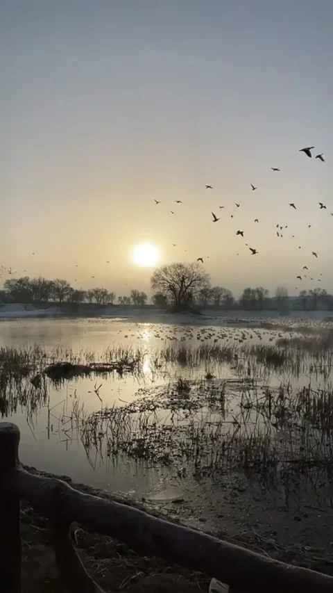 Vertical video of large flock of birds flying over wetland at sunset with na Video stock 328619514