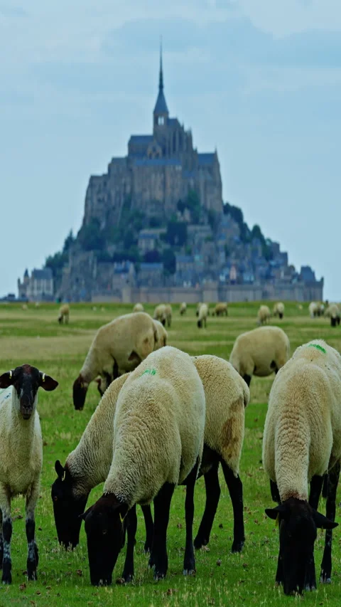 Vertical video. A large flock of lambs graze in the summer on a green meadow Stock Footage 301888549