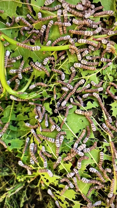 Vertical video of a large group of silkworms Stock Footage 275347621