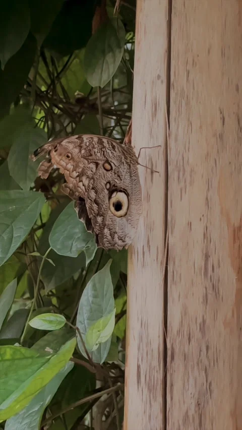 Vertical Video of Large Insect Resting on Textured Surface 库存影片 345163060