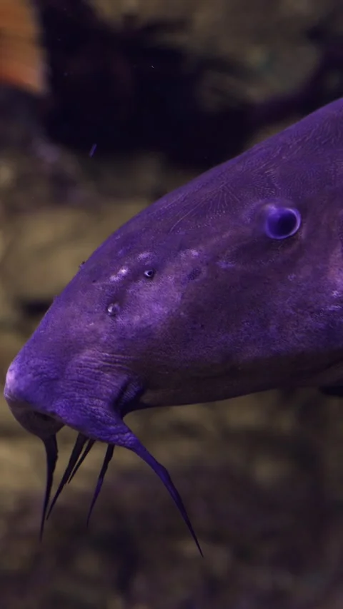 Vertical video. Large Oxydoras niger catfish slowly swimming underwater 스톡 동영상 332131186