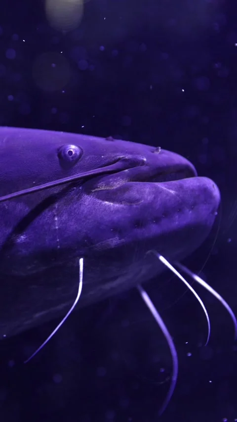 Vertical video. Large purple catfish swimming in murky water Stock Footage 332131235