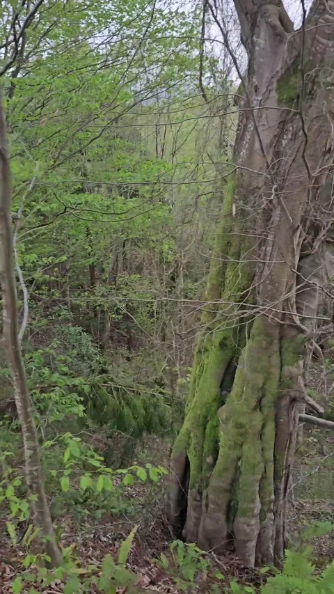 Vertical video of a large tree near a forest cliff, natural woodland landscape Stock-Footage 337120299