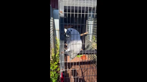 Vertical Video of a Large White Parrot in Its Spacious Enclosure Stock Footage 329996340