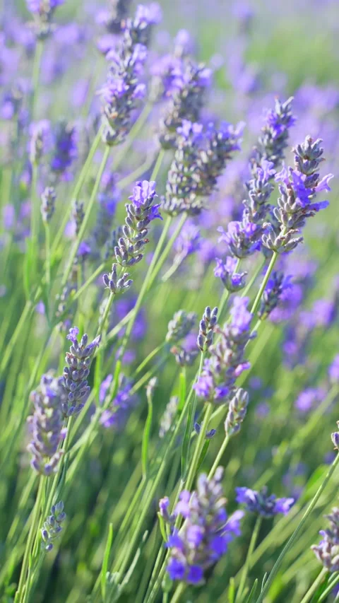 Vertical video Lavender field on a sunny day, lavender bushes in rows Vidéo 285299565