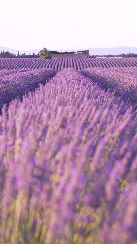 Vertical Video Lavender Fields Blowing in the Wind Rows of Purple Flowers a.. Stock Footage 312561436
