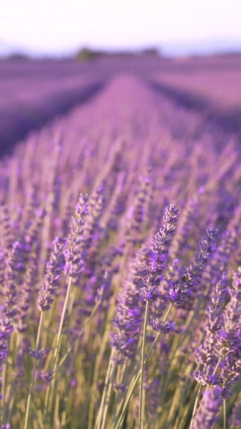 Vertical Video Lavender Fields Blowing in the Wind Building Rows of Purple .. Stock Footage 312561441