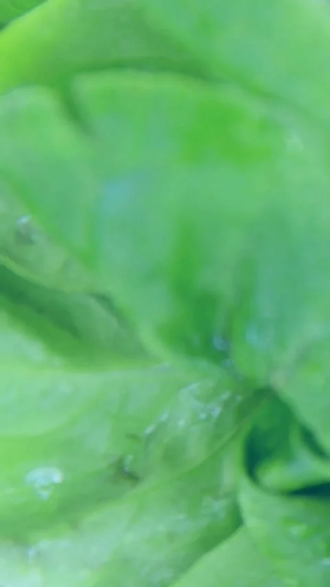 Vertical video: Leaf cluster holding while camera pulling back revealing food Stock Footage 334547562