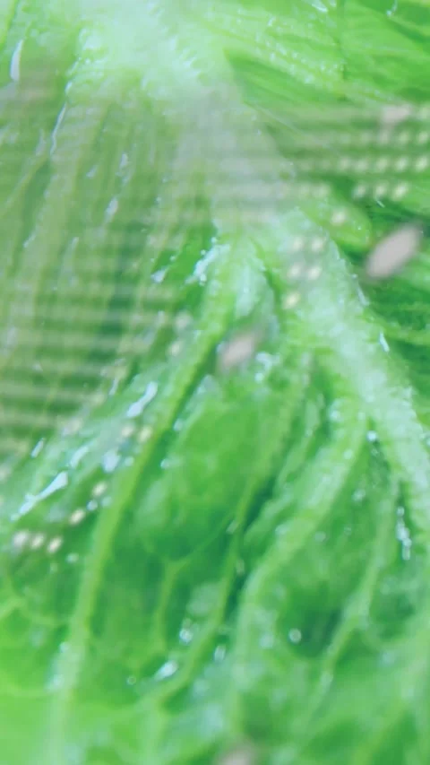 Vertical video: Leaf moving near LED grid, camera panning causing code overlay, Stock Footage 334391544