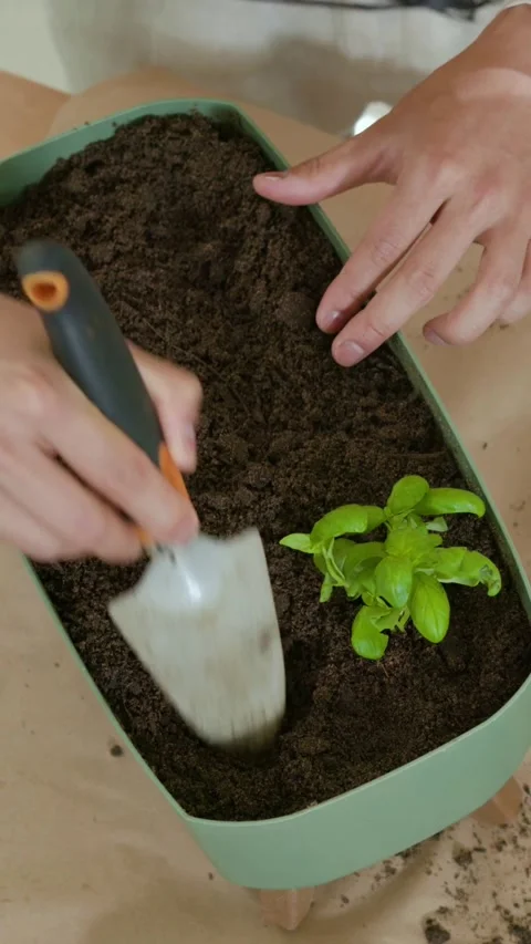 Vertical video: Leaning over tray woman in green potting basil in mint planter Stock Footage 348635906