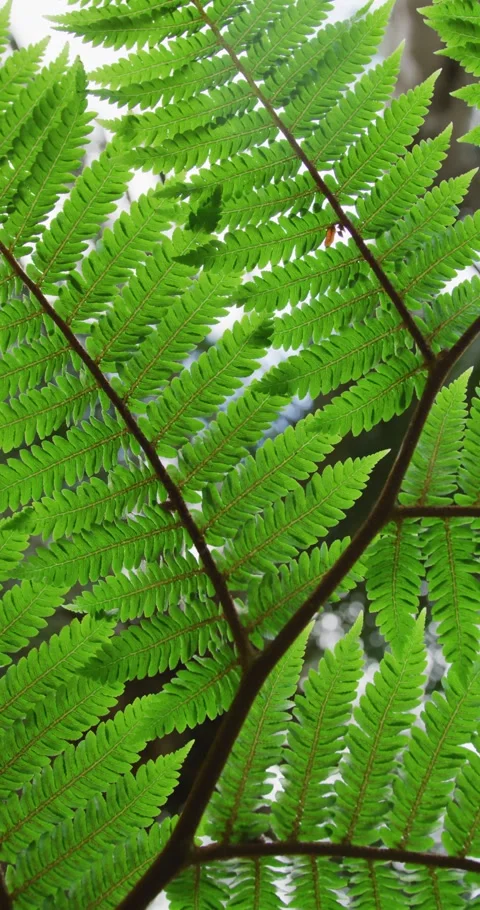 Vertical video of leaves on tree in garden Stock Footage 346718223