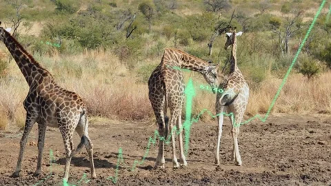 Vertical video: Left giraffe moving, center necking right for bonding, data Stock Footage 333494356