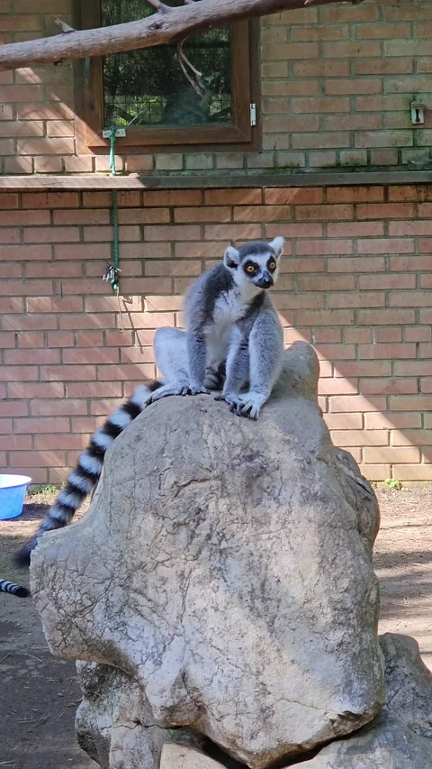 Vertical video of a lemur sitting on a large rock and looking around Stock Footage 329783290