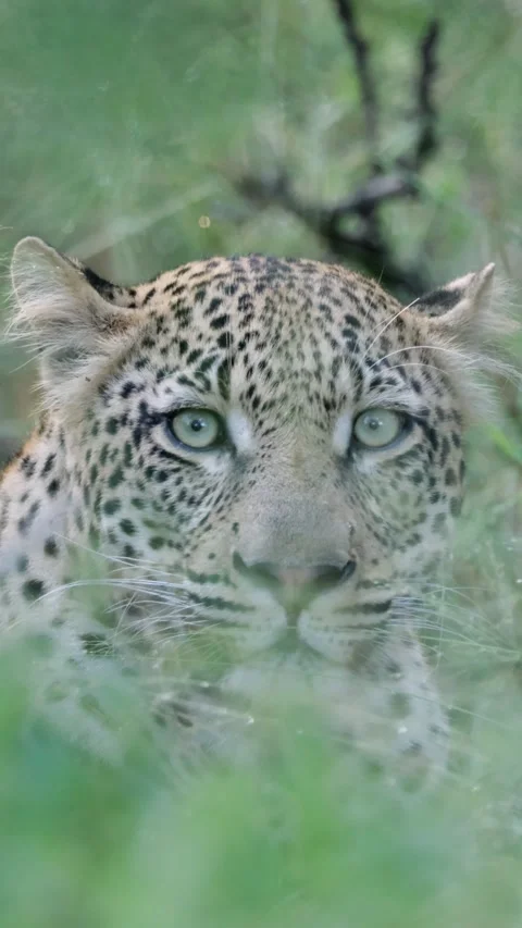 Vertical video, a leopard close-up. Stock Footage 333388971