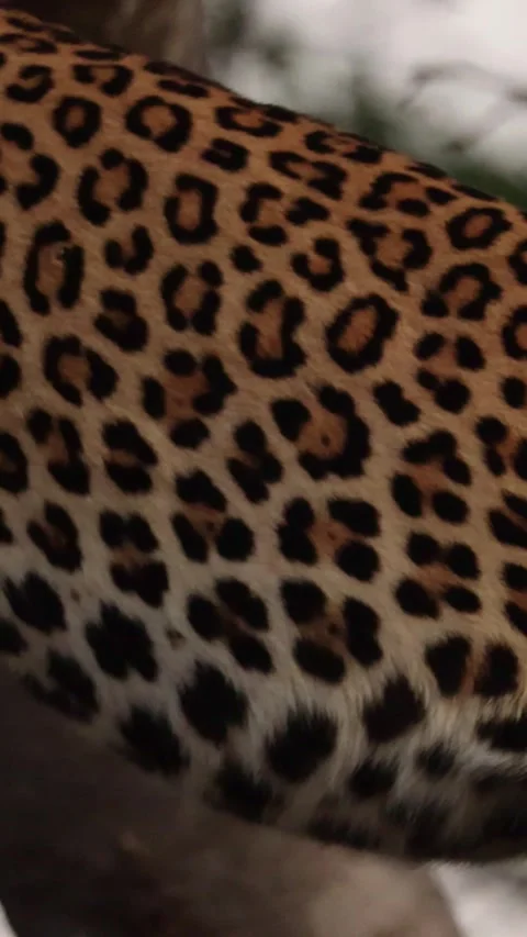 Vertical video, a leopard feeding in a tree Stock Footage 311750246