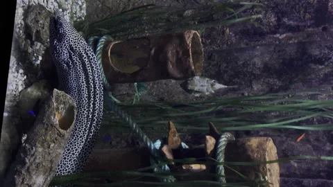 Vertical video of a leopard moray eel on the seabed Video stock 249392303