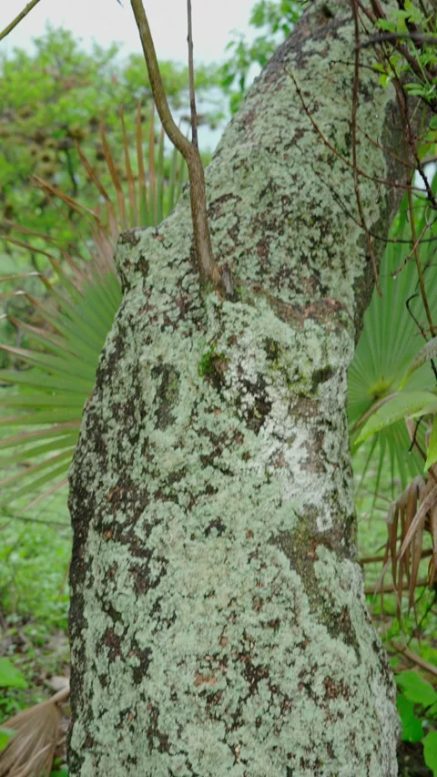 Vertical video, Lichen on a tree trunk Stock Footage 280632557