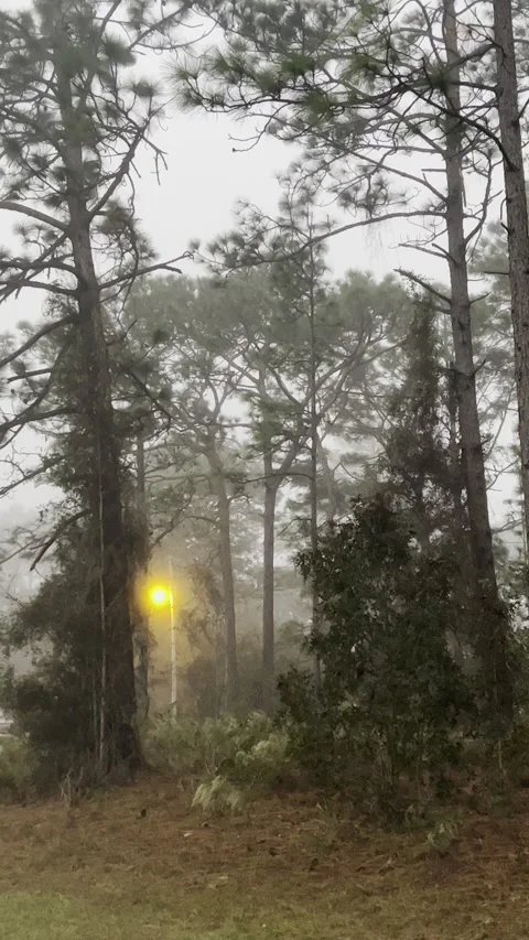 Vertical video of a light glowing in the forest. Exclusive Stock Footage 220619455
