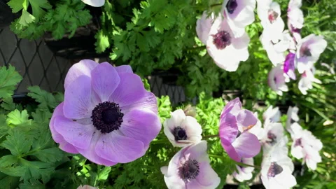 Vertical Video of a Light pink-blue poppy anemone flowers close up Stock Footage 172451647