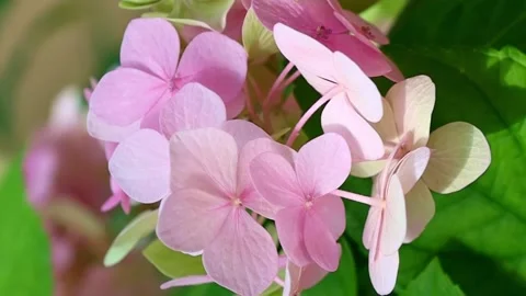 Vertical video, Light pink Hydrangea flowers with green leaves in the garden Stock Footage 248089263