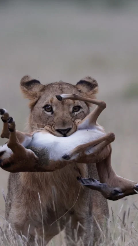 Vertical video, lion catches an impala lamb Vídeo Stock 328397735