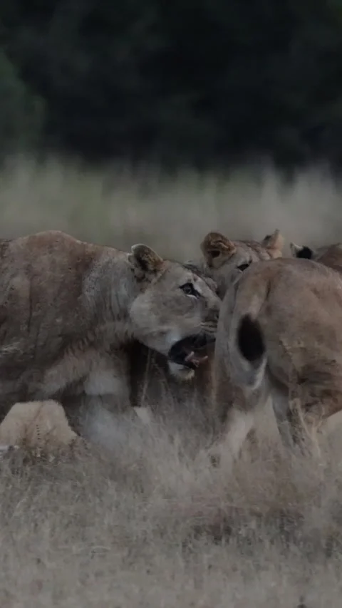 Vertical video, lion pride found a zebra carcass. Stock Footage 336487721
