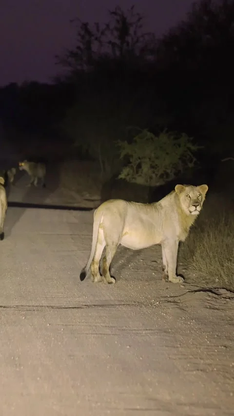Vertical video, a lion pride on the move at night Stock Footage 340022323