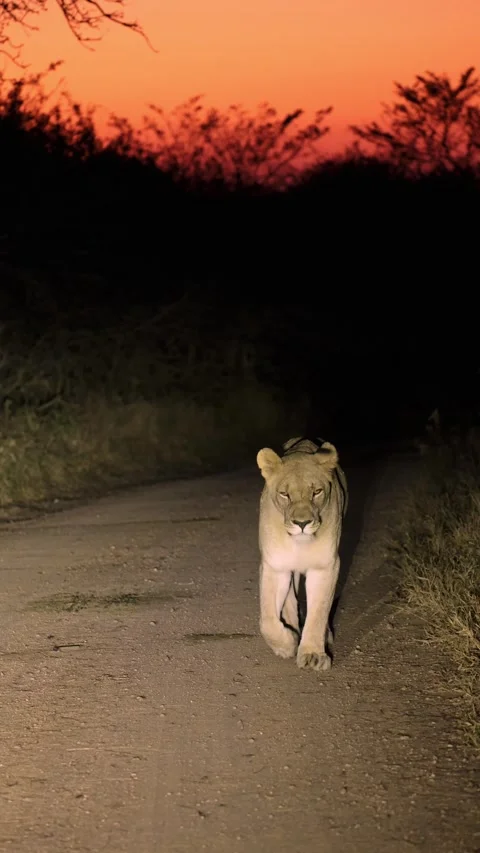 Vertical video, Lioness approaching at daybreak Stock Footage 339287438