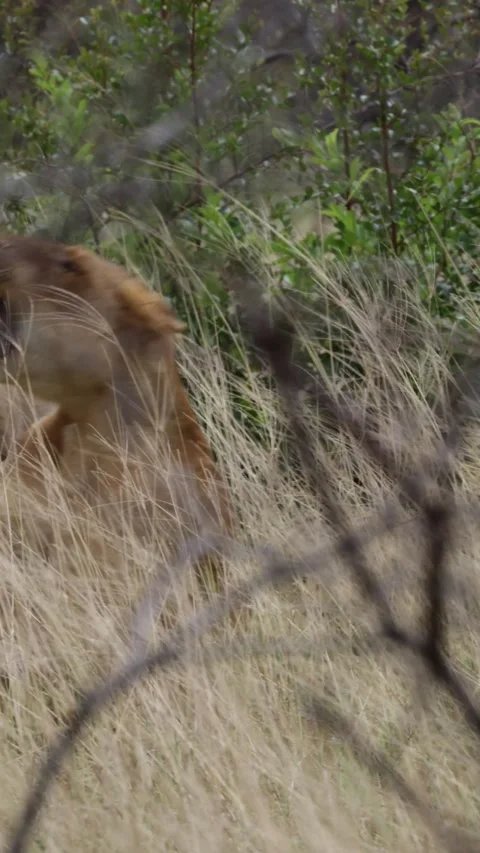 Vertical video lions mating. Stock Footage 306006366