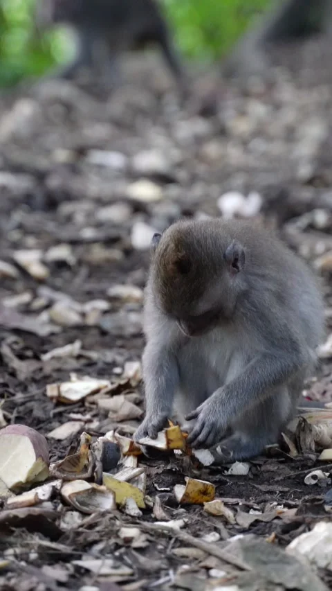 Vertical video of Little macaque monkey eating food in forest Stock Footage 332228256