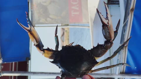 Vertical video of a live blue crab being held in his hands, the crab is shown to Stock Footage 165884400